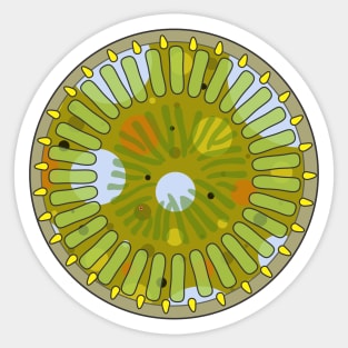 Diatom - Cyclotella meneghiniana (artwork) Sticker